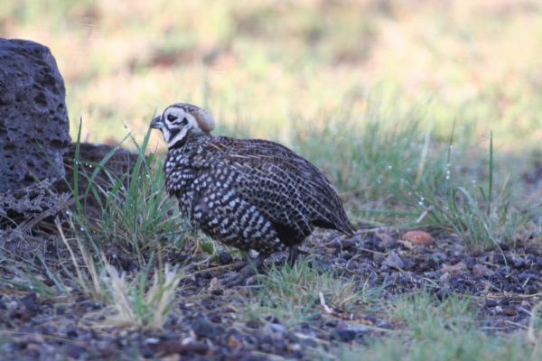 Quail Coalition Champions
