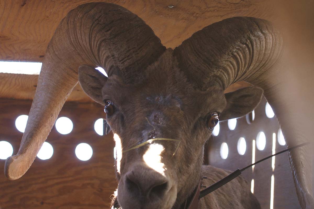 Recent Bighorn Sheep Restoration Efforts
