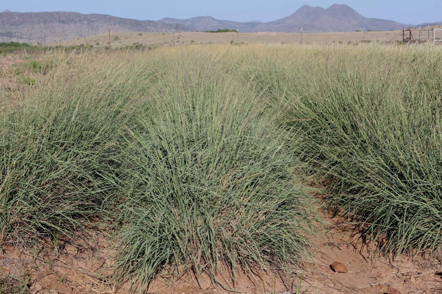 Release of Brewster Germplasm Sideoats Grama for West Texas 2019