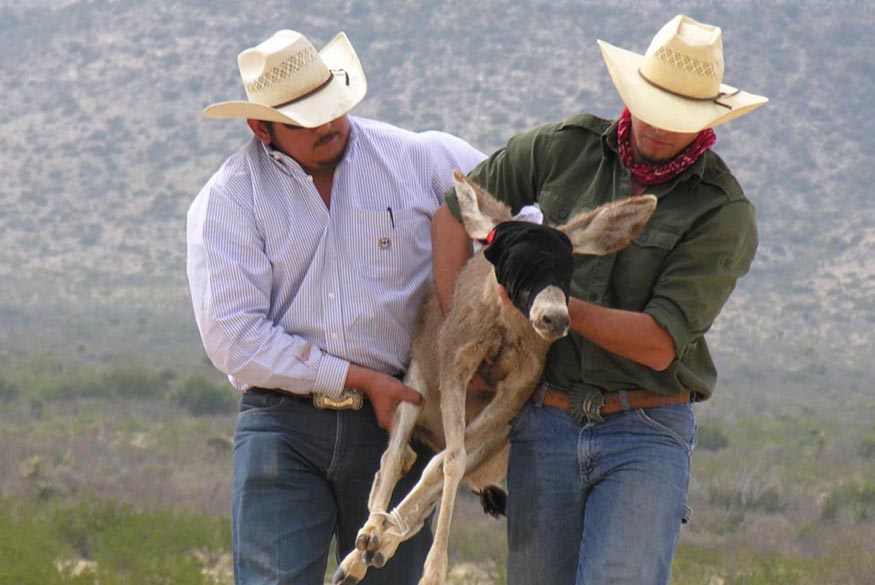 Restoration in Mexico