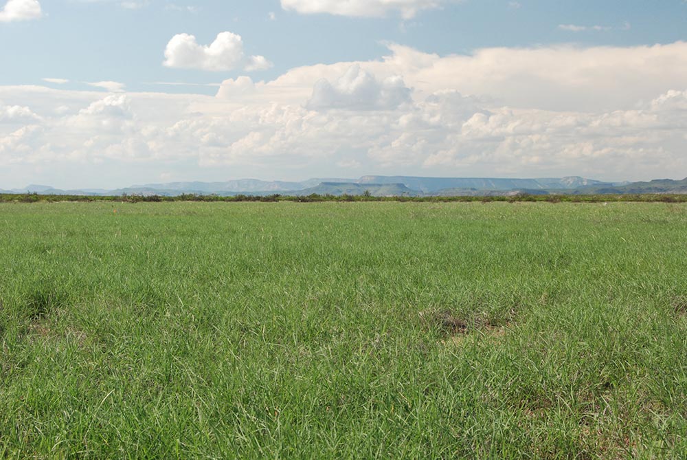 Restoring Grasslands in the Chihuahuan Desert Using Cotton Bur/Burlap Wattles