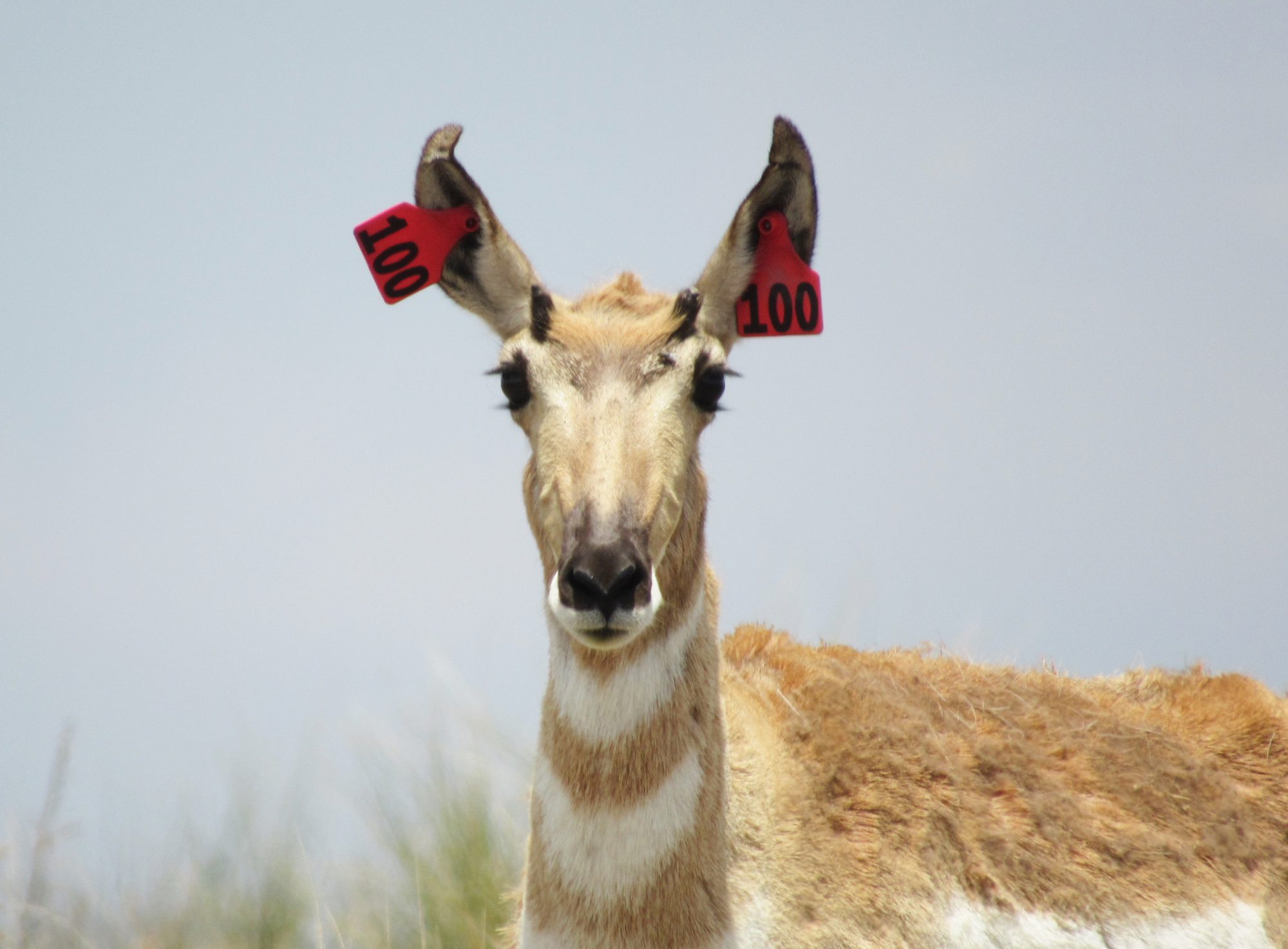 Seasonal and Acclimation Period Movements of Translocated Pronghorn in the Trans-Pecos Region of Texas
