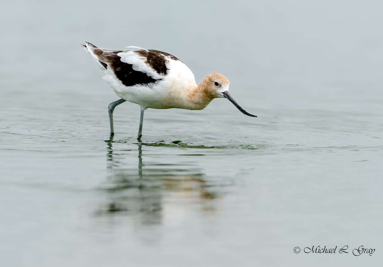 Photographed at Brazoria NWR, Texas
