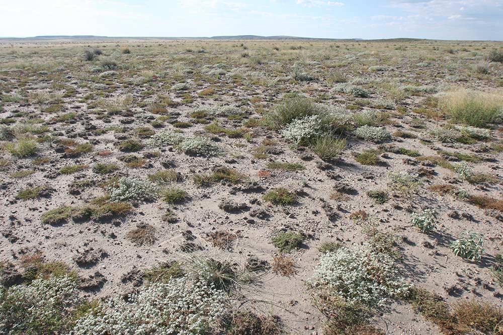 Short-Term Vegetation Response to Wildfire