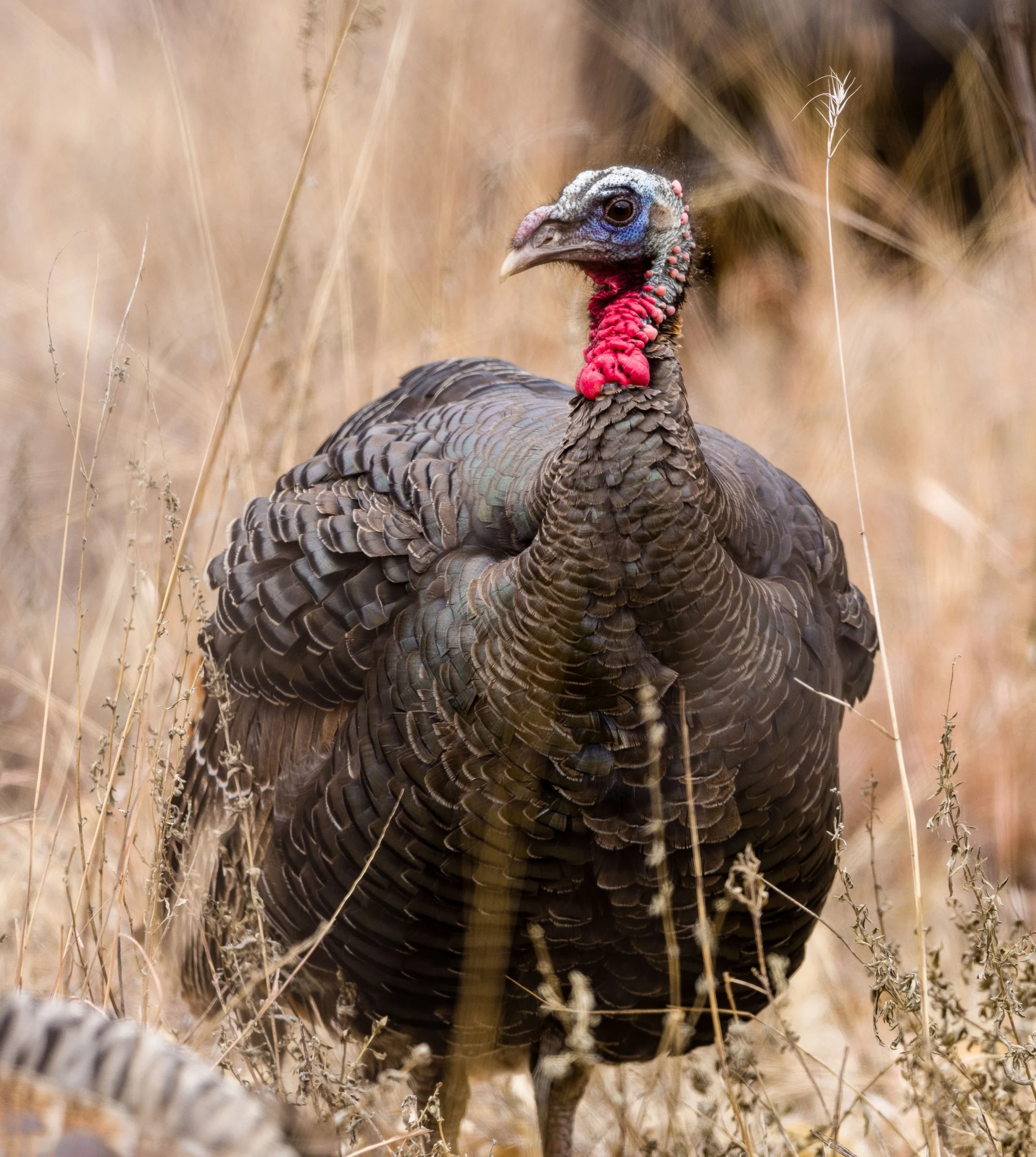 Survival, Habitat Characteristics, and Home Range of Translocated Rio Grande Wild Turkeys in Southern Brewster County
