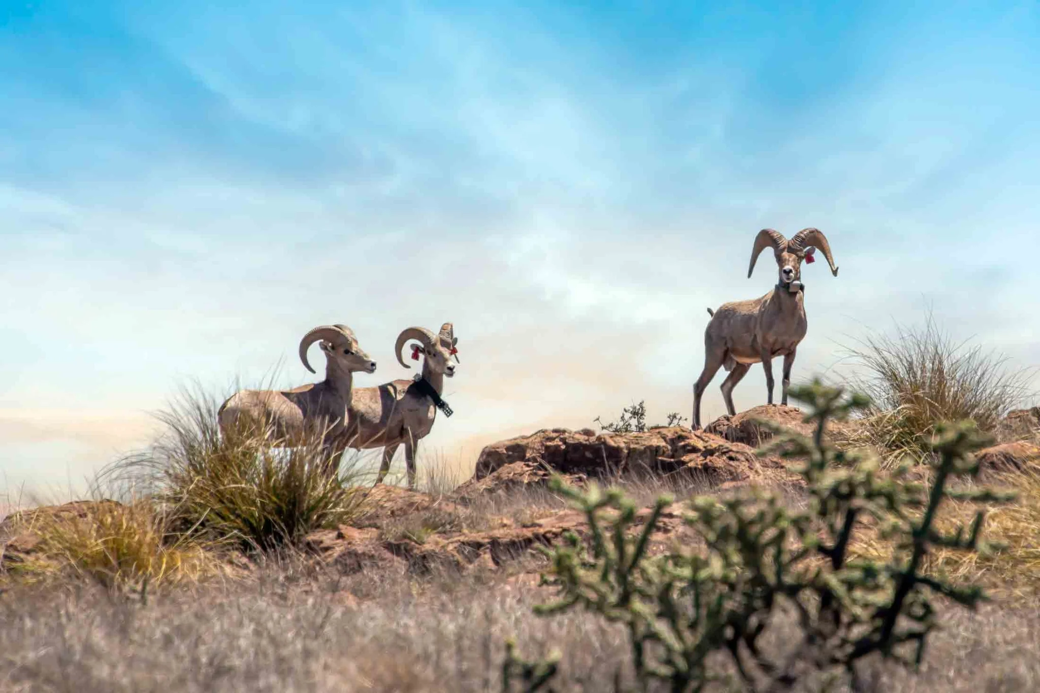 Symposium Tackles New Threats to Desert Bighorn Sheep