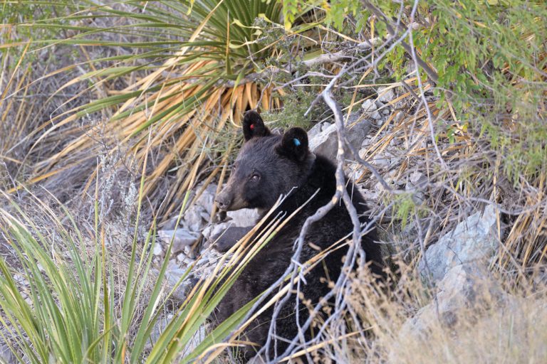 Texas Farm Bureau Radio Network Spotlights Black Bear Research