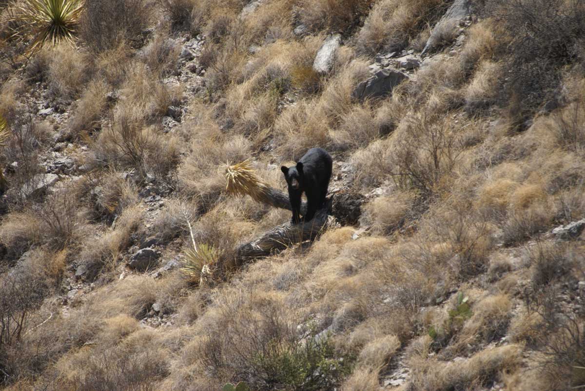 Transboundary Movement by Black Bears between west Texas and northern Mexico