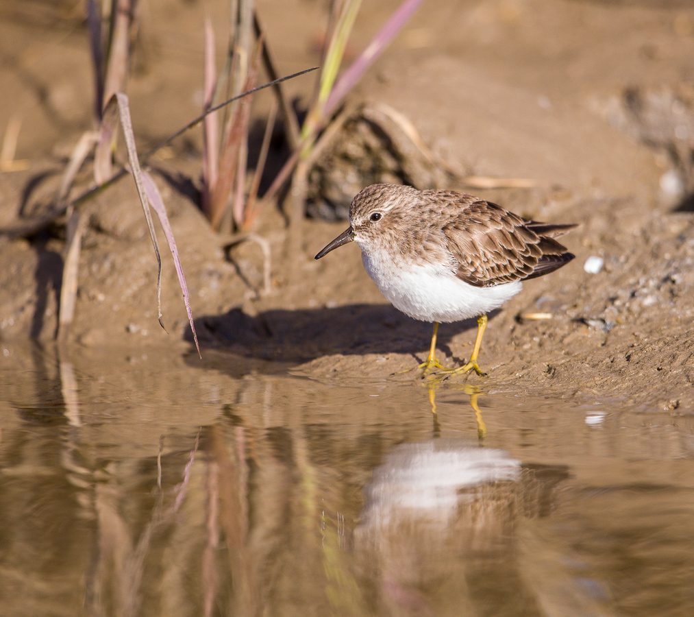 Unraveling the Truth about Knotgrass at Bosque del Apache National Wildlife Refuge