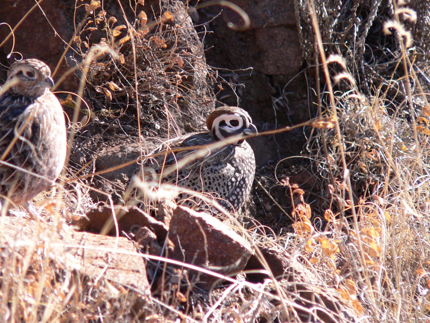 Using passive acoustic monitoring to assess Montezuma habitat use and population dynamics