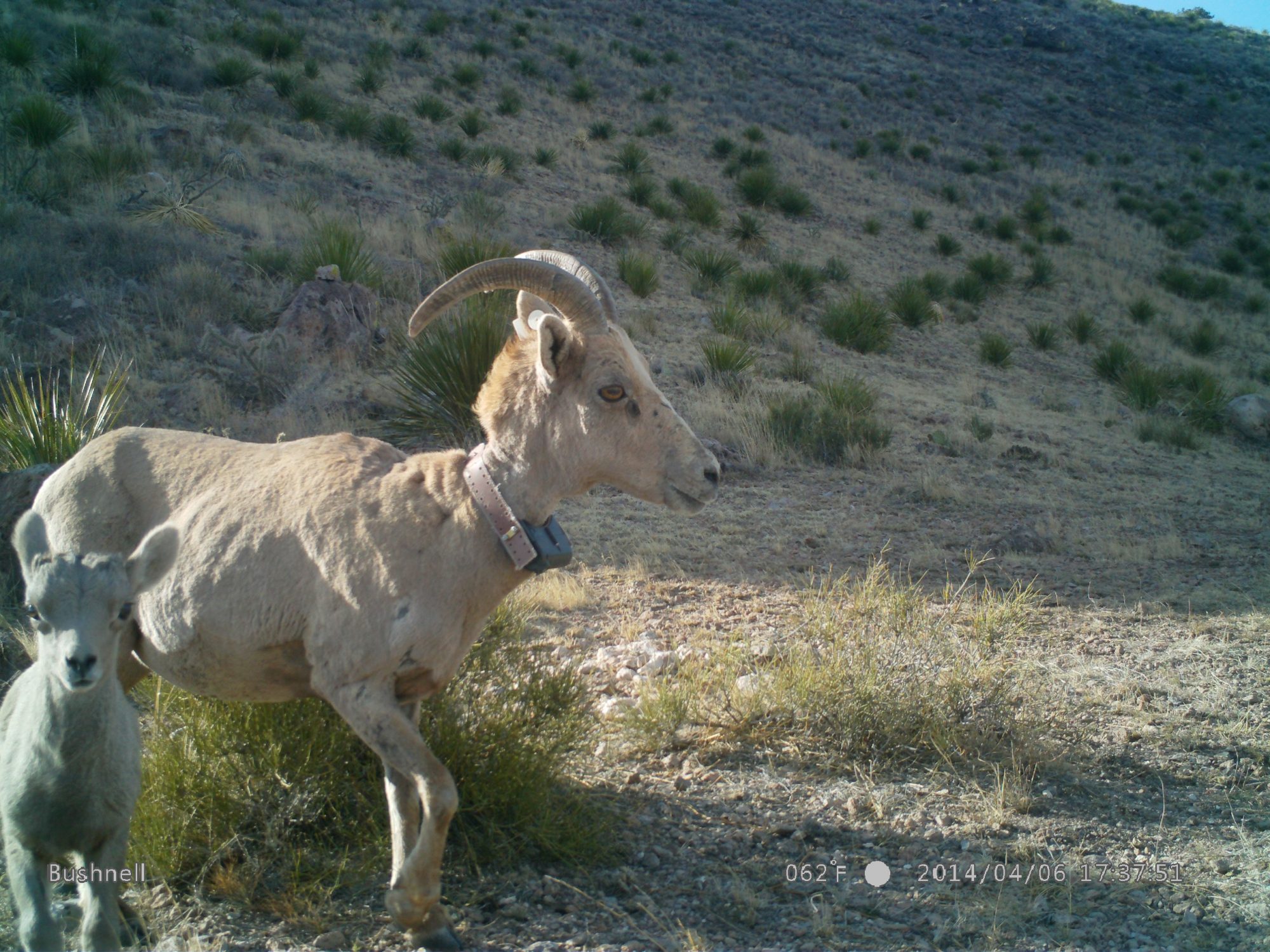 Water Use by Desert Bighorn Sheep and Aoudad