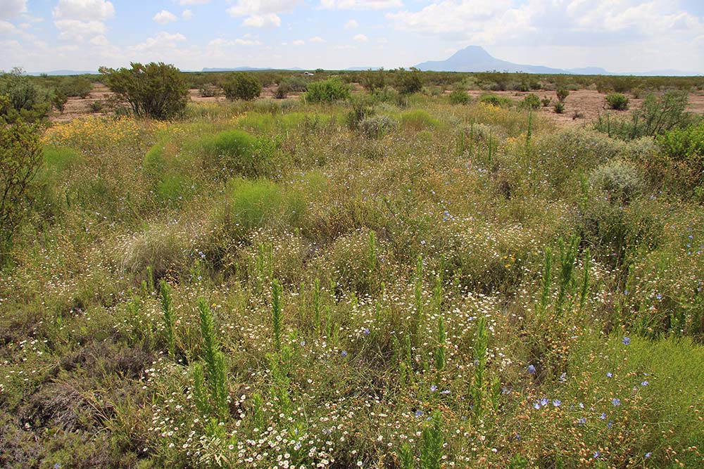 Wildfire and Soil Microflora