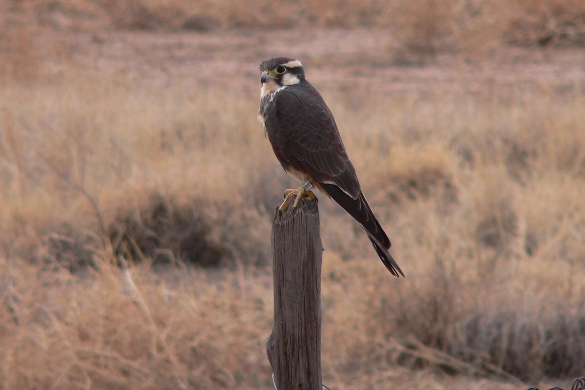 Wintering Grassland Birds as Bio-Indicators in the Rio Grande Drainage Basin