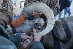 bighorncollar