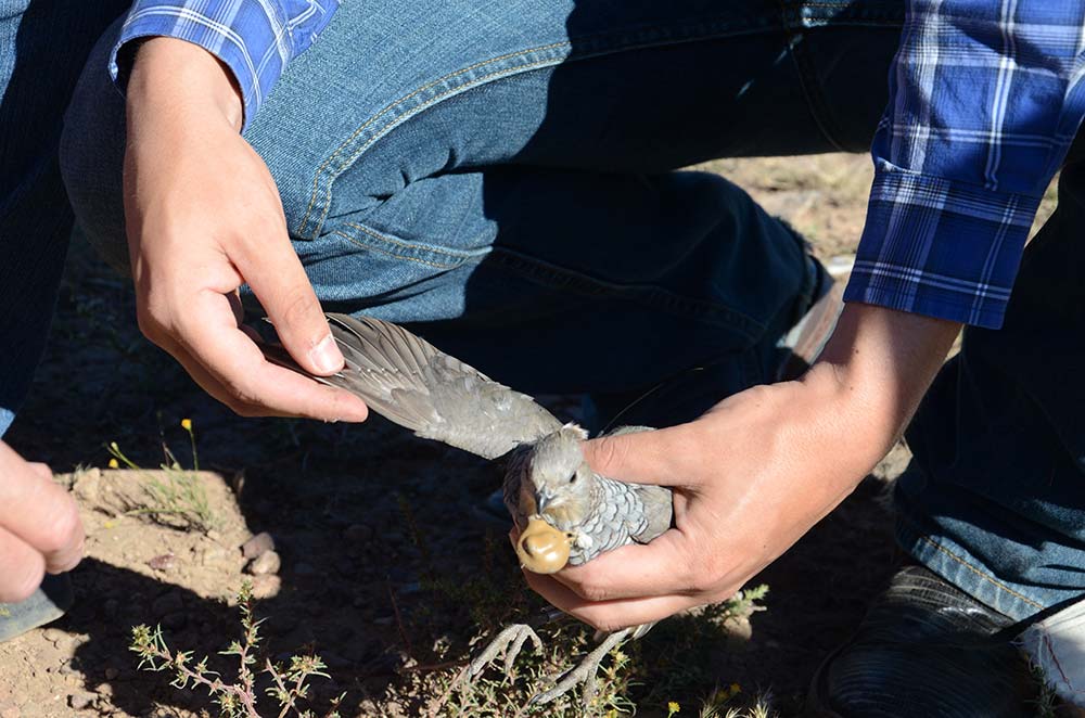 cover quail feed