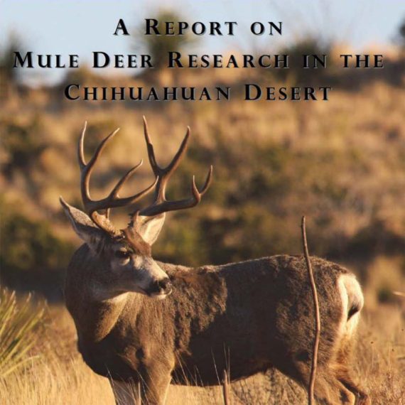 desert_mule_deer_2012-570x570