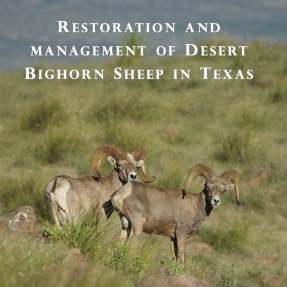 desert_sheep_2012-570x570