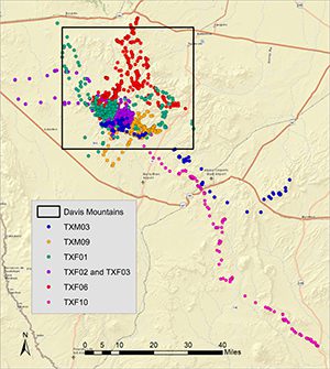 Map showing dispersal movements made by mountain lions from the Davis Mountains. The dispersal of subadult mountain lions away from their natal range is important to ensuring genetic diversity within mountain lion populations.

