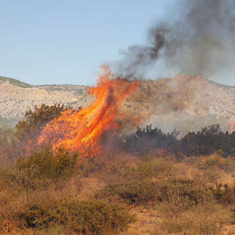 FIRE ECOLOGY