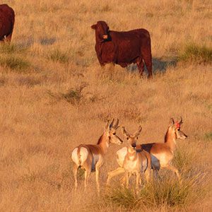 lalo-pronghorn