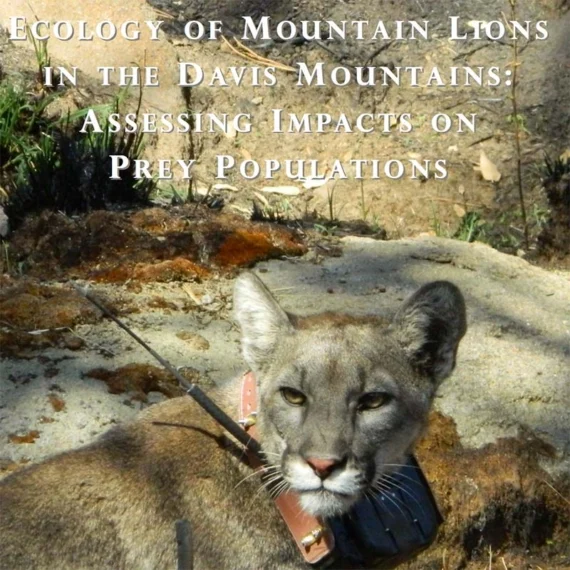 mountain_lion_2012-570x570