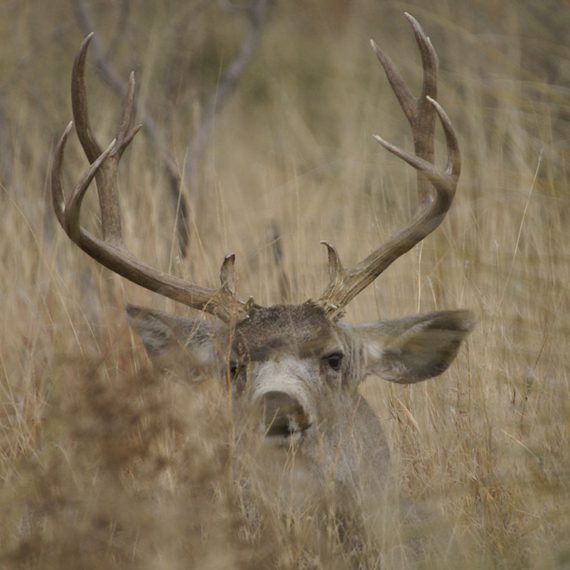 muledeer2-570x570