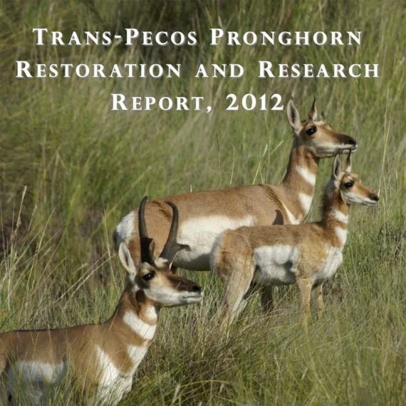 pronghorn_2012-570x570