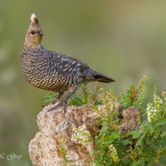 quails-scaled-570x570