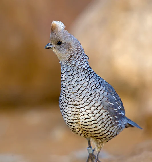 v12i1_Quail_image_11-533x570