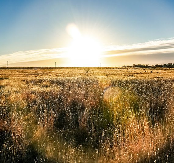 working-lands-570x533