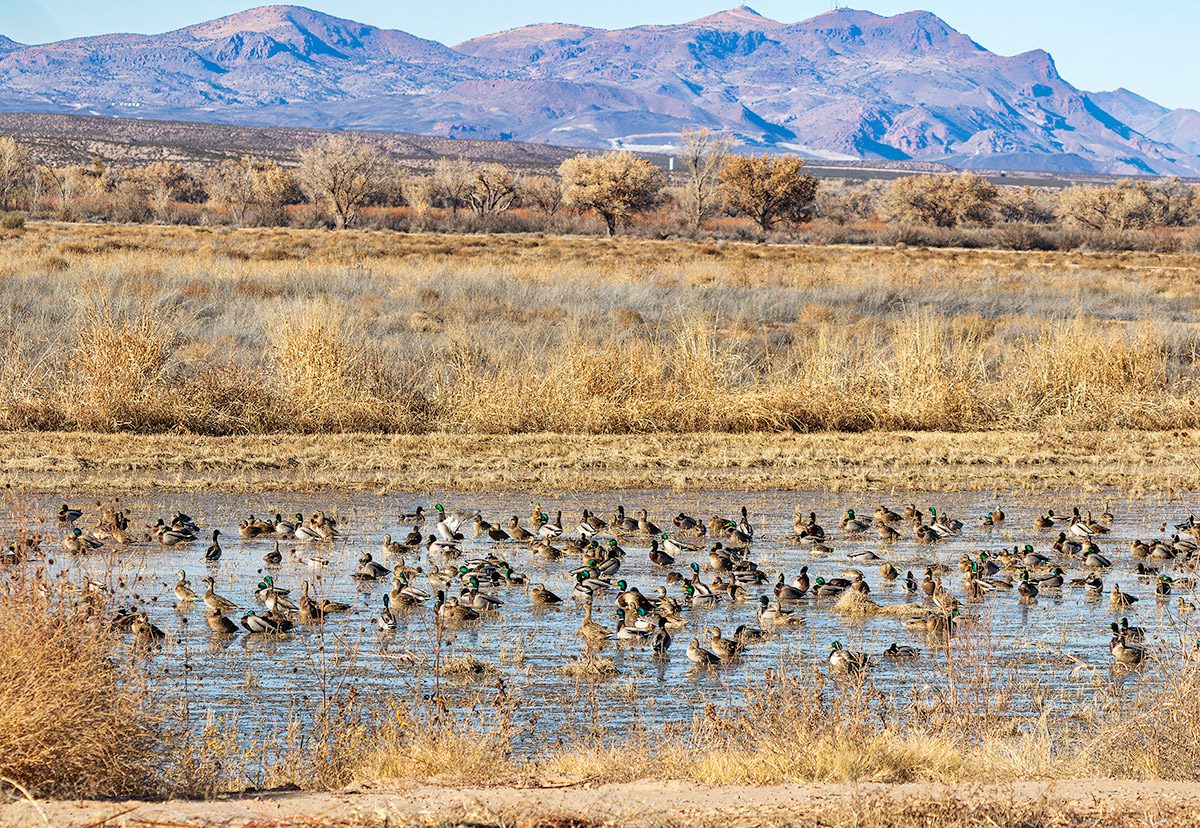 Mallard Ducks