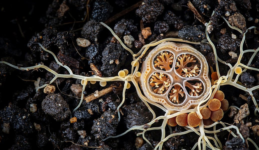 Arbuscular mycorrhiza fungus in soil with hyphae and spores mycorrhizal network plant root symbiosis
