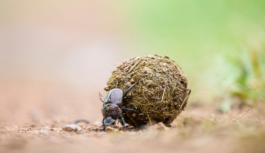 Dung Beetle