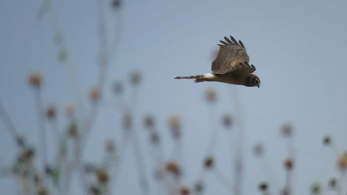 migratory and wintering grassland birds