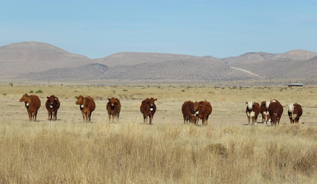 Grazing Cows