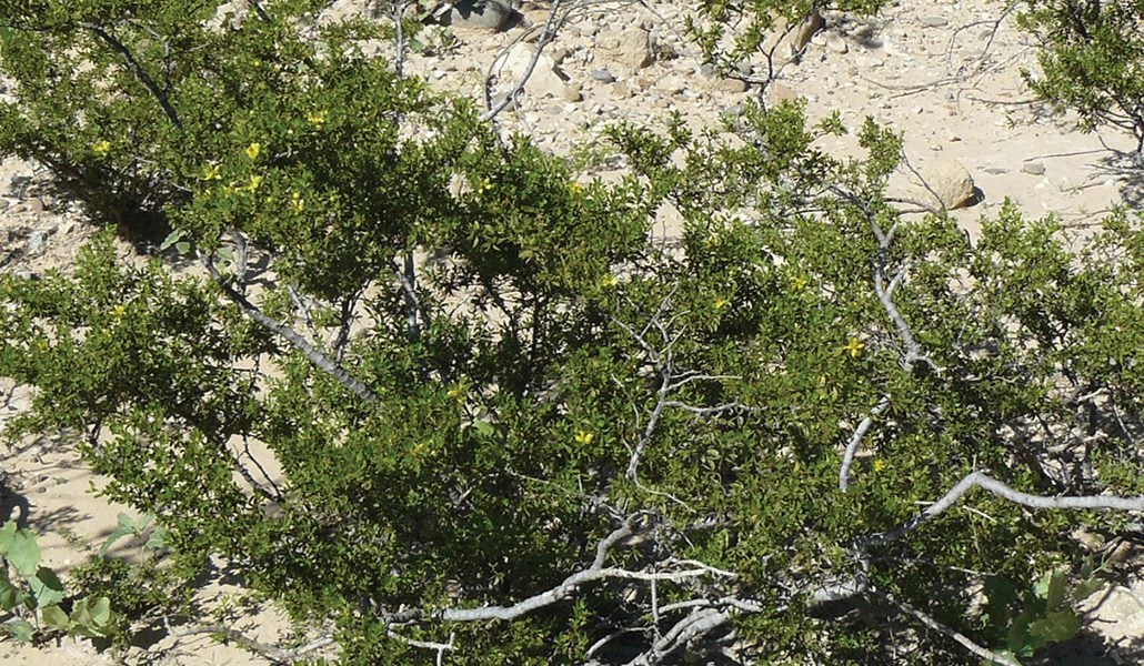 Creosote Bush