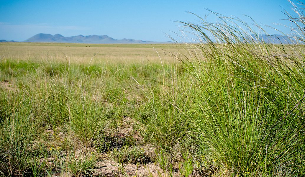 Marfa Grasslands