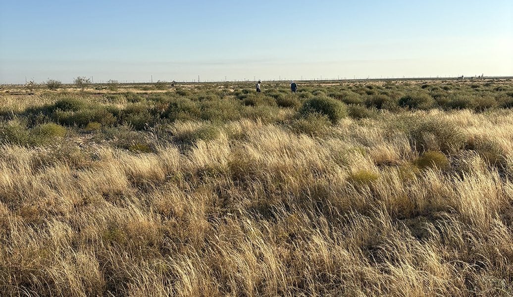 Grasslands