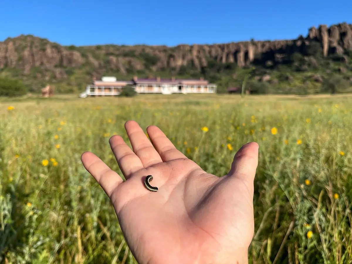 caterpillar