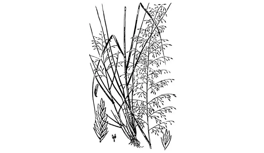 sand lovegrass