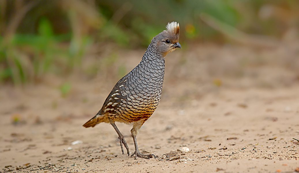 scaled quail