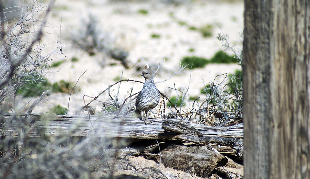 scaled quail