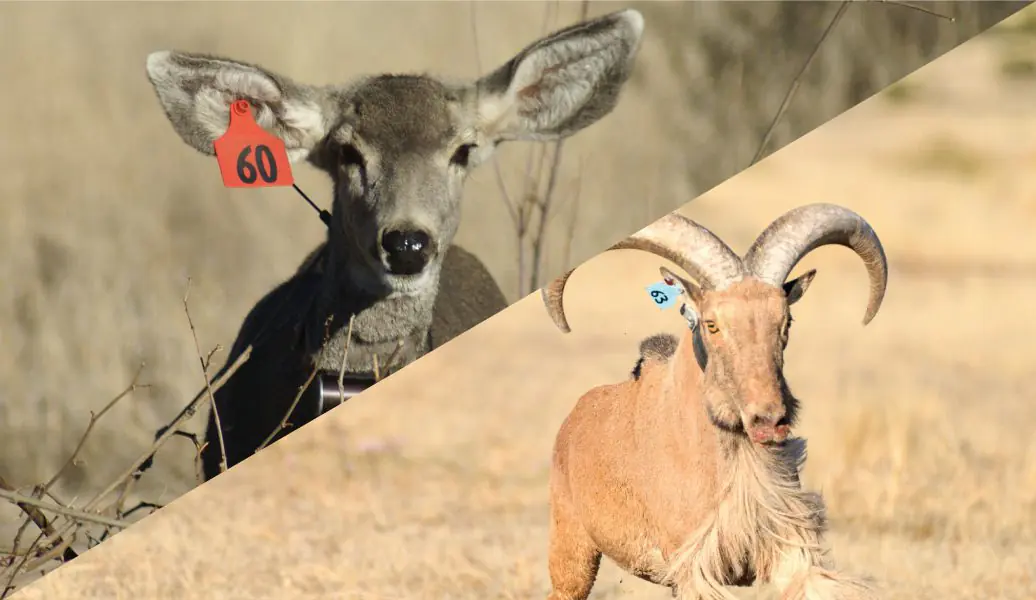 Muley-&-Aoudad