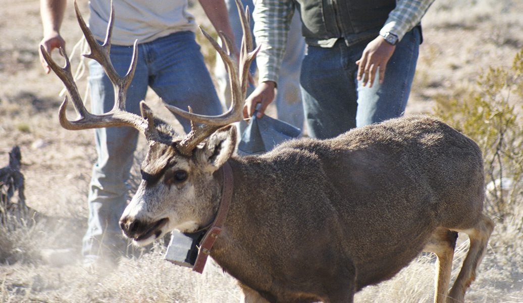 Collared Mule Deer