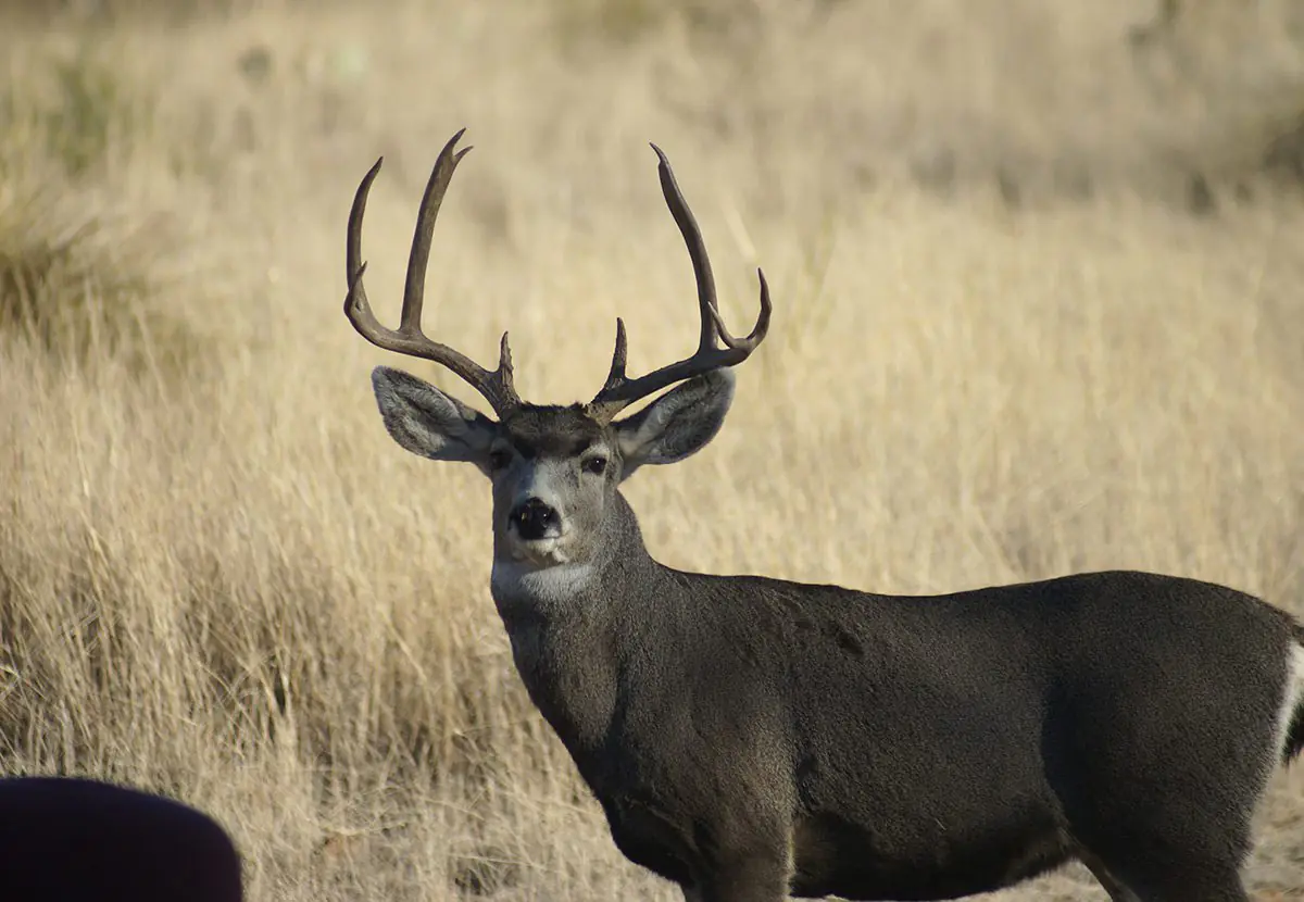 Mature Mule Deer