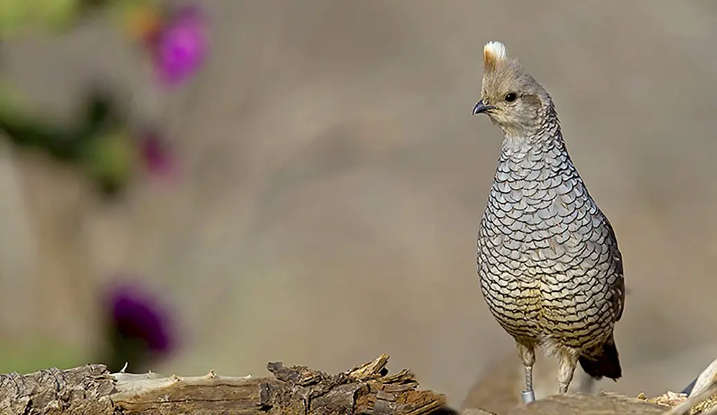 scaled quail
