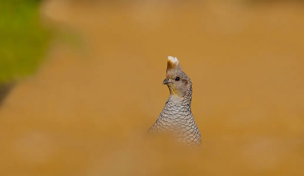 scaled quail habitat