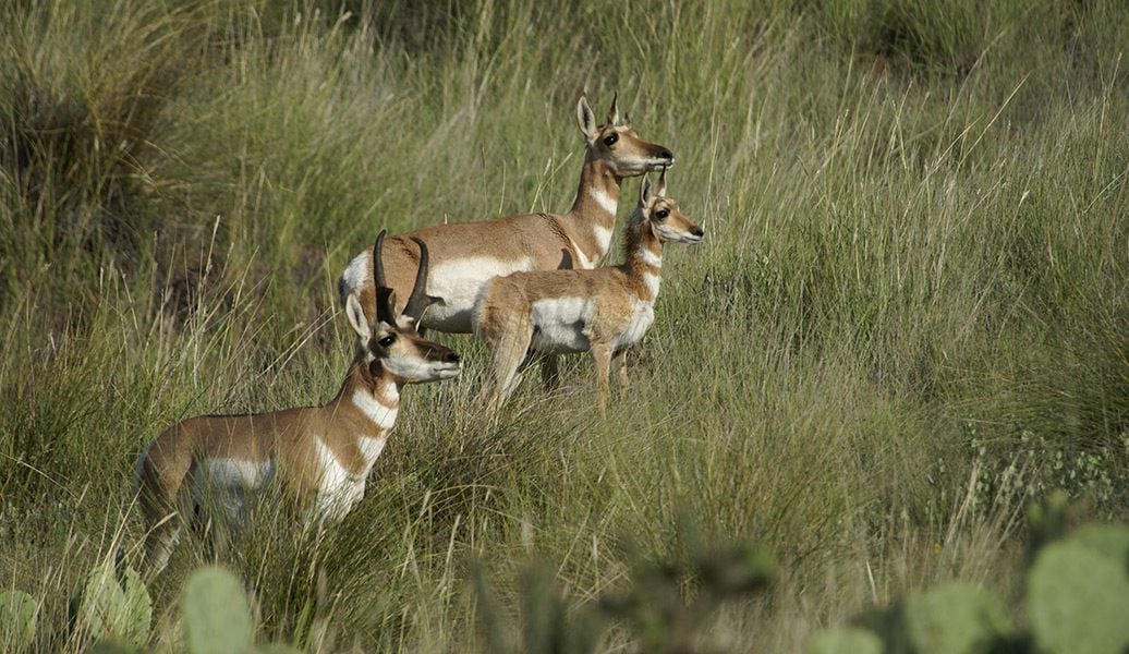 Pronghorn Buck, Doe, and Fawn